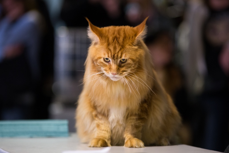 &quot;Зважений і пухнастий&quot;: кіт Кекс виграв битву гігантів на виставці в Києві